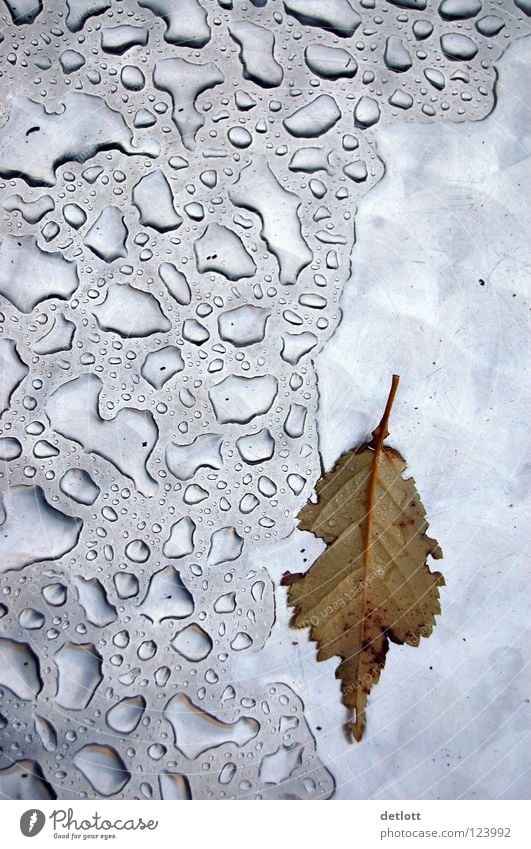 herbsttropfen Blatt Herbst Wassertropfen nass kalt Jahreszeiten Licht Muster Vergänglichkeit silber Kontrast reflektion Wetter Regen ungemütlich detlott