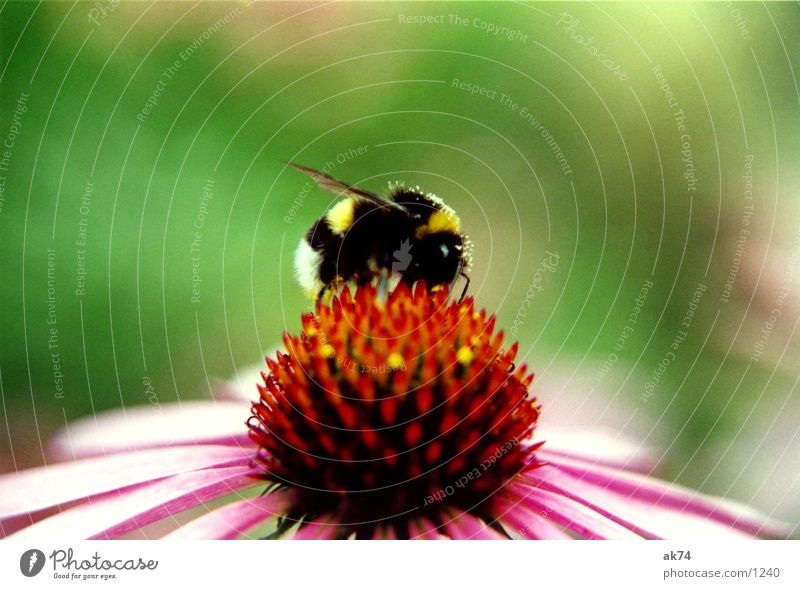 Hummel Blüte Roter Sonnenhut rosa Blume Insekt Sommer Sammlung Makroaufnahme Blühend