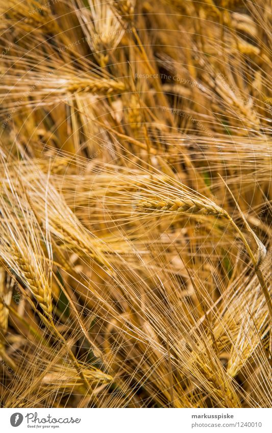 getreide gentechnikfrei Lebensmittel Getreide Ernährung Bioprodukte Vegetarische Ernährung Diät Fasten Slowfood Weizen Gerste Ähren Hafer harmonisch Wohlgefühl