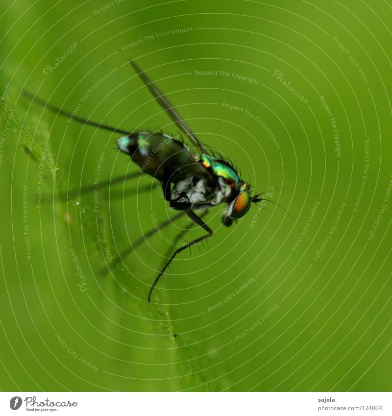 stelzenbeinfliege II Urwald Fliege Flügel dünn Insekt Facettenauge Singapore Asien Seite schillernd Pfosten Nahaufnahme Makroaufnahme Blatt Beine Tier