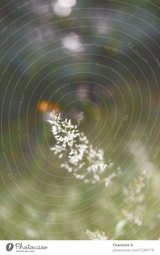 Kein Blümchen Natur Pflanze Sommer Gras Blüte Wildpflanze Wiese Feld Blühend leuchten stehen einfach elegant natürlich grün orange weiß ästhetisch rein