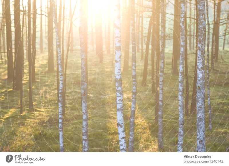 Wald auf dem Hintergrund der Strahlen der Sonne im Frühjahr schön Sommer Umwelt Natur Landschaft Pflanze Herbst Baum Blume Blatt Park frisch natürlich grün