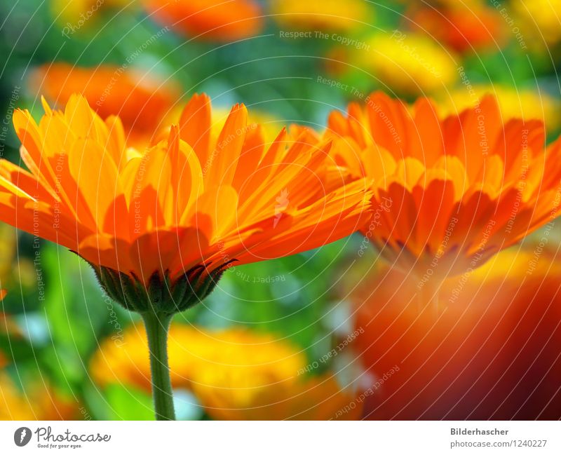 Marigold Ringelblume Medikament Heilpflanzen Kissen-Primel Blütenblatt marigold Blumenwiese Alternativmedizin orange Pflanze Sommer Blühend Sommerblumen