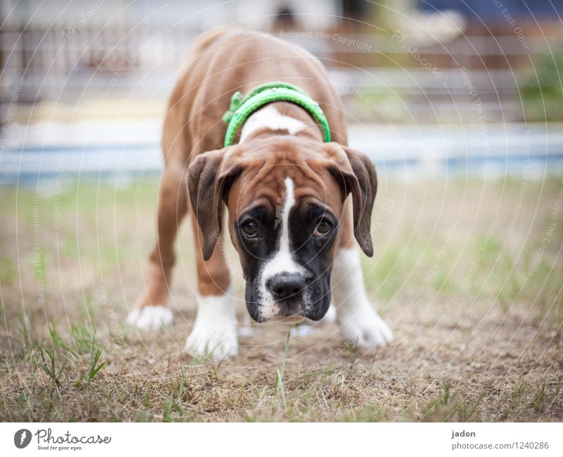 neugiernase. Garten Wiese Fell Tier Haustier Hund 1 Tierjunges beobachten Duft entdecken Blick träumen Traurigkeit Neugier niedlich Tierliebe Schüchternheit