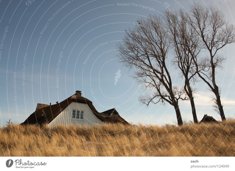 Haus in Düne Strand Küste Darß Deich Ahrenshoop Schilfrohr Stranddüne Reed