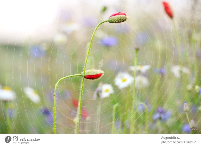 Sonnen-blumen...Sonnen-kinder...Sonnen-tage... Natur Landschaft Sommer Mohn Blühend Lächeln Liebe leuchten Wachstum frisch Gesundheit Glück Unendlichkeit schön