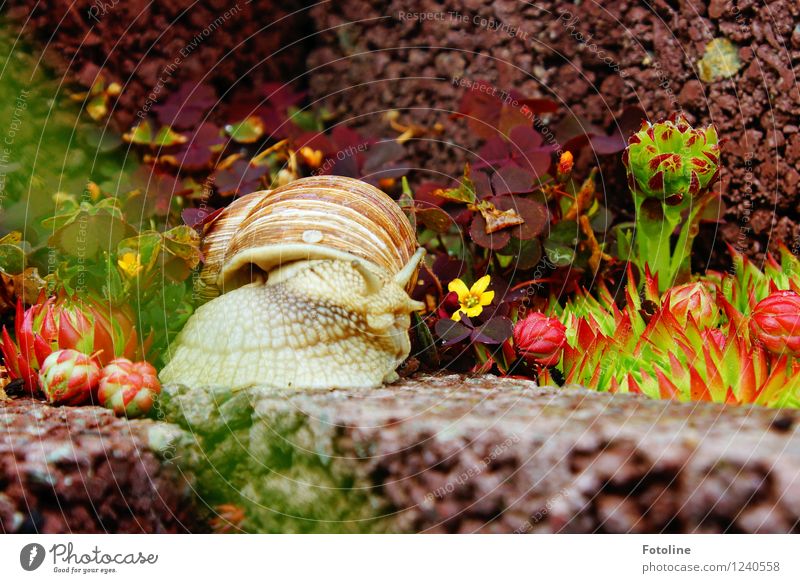 He Schneckchen! Umwelt Natur Pflanze Tier Garten Schnecke 1 klein natürlich schleimig braun grün Weinbergschnecken Weinbergschneckenhaus krabbeln Steingarten