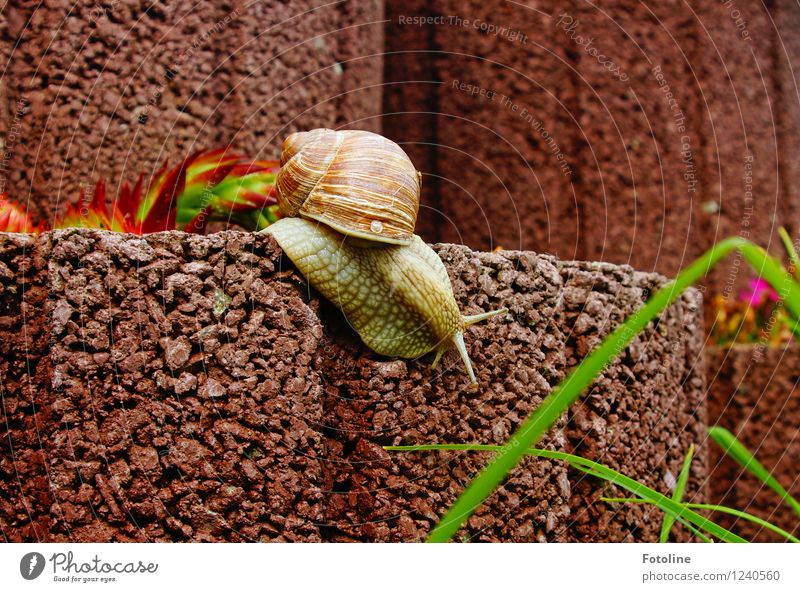 Abgang Umwelt Natur Pflanze Tier Garten Schnecke 1 hell klein natürlich schleimig braun krabbeln Weinbergschnecken Weinbergschneckenhaus Steingarten