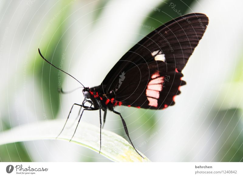 extravagant Natur Pflanze Tier Frühling Sommer Baum Sträucher Blatt Garten Park Wiese Wildtier Schmetterling Tiergesicht Flügel 1 beobachten Erholung fliegen