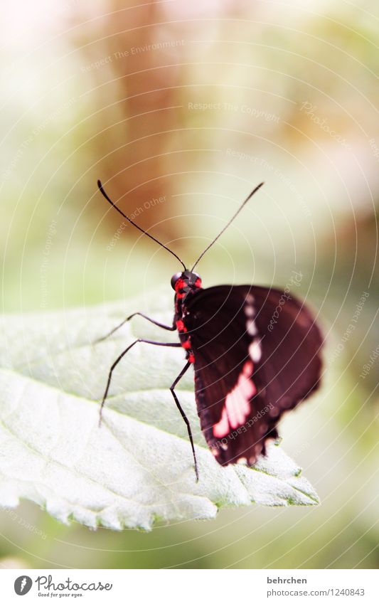 filigran Frühling Sommer Herbst Pflanze Sträucher Blatt Schmetterling Flügel beobachten fliegen sitzen stehen warten außergewöhnlich exotisch schön grün rot