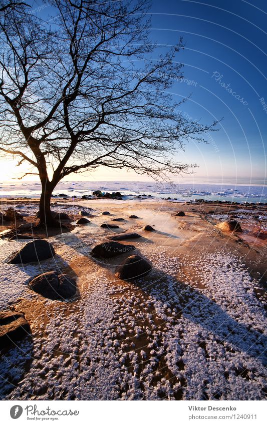 Kahler Baum im Winter am Strand am Meer Ferien & Urlaub & Reisen Tourismus Sonne Mann Erwachsene Horizont Herbst Klima Wetter Park Küste Stein natürlich grün