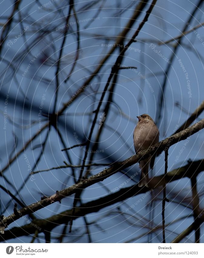 Nr.x6b Vogel+Ast+Schönwetter.... Luft gefiedert Schnabel dunkel braun Tier Baum Sträucher Blatt Baumkrone Spritze Himmel fliegen Feder Schönes Wetter blau Natur