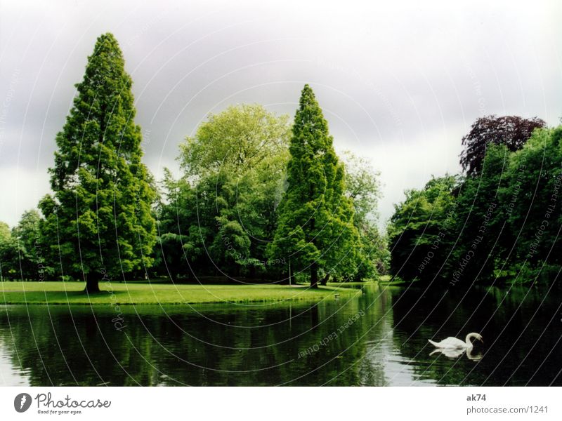 Landschaftspark Park Rotterdam Schwan Baum Weitwinkel see grün