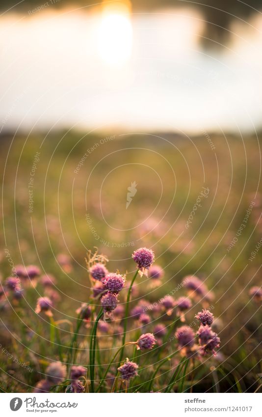 Alles fließt: Elbe Wasser Sonne Sonnenaufgang Sonnenuntergang Sonnenlicht Sommer Blume Gras Sträucher Flussufer ruhig Wiese Farbfoto Außenaufnahme