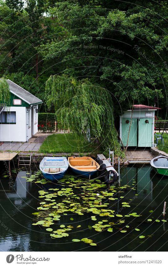 Bäume (5/8) Baum Natur Wachstum Sauerstoff Umwelt Klima ökologisch Wald Trauerweide Weide Haus Kanal Flussufer Anlegestelle Wasserfahrzeug Seerosen