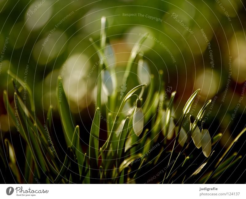 Frühling Frühblüher Schneeglöckchen Wiese grün zart Blume Blüte Pflanze Umwelt weich fein Gegenlicht Farbe milchblume hübsches februar-mädchen