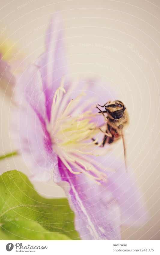 leckaaaaaaaaaa elegant Stil Natur Sommer Blume Blatt Blüte Clematis Hahnenfußgewächse Blütenstempel Garten Tier Nutztier Fliege Flügel Schwebefliege 1