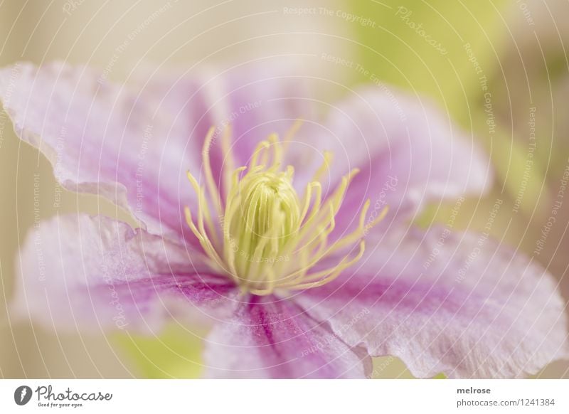 Clematis II elegant Stil Design Natur Pflanze Sommer Schönes Wetter Blume Blüte Topfpflanze Blütenblatt Blütenstempel Blütenfäden Garten Blühend Erholung