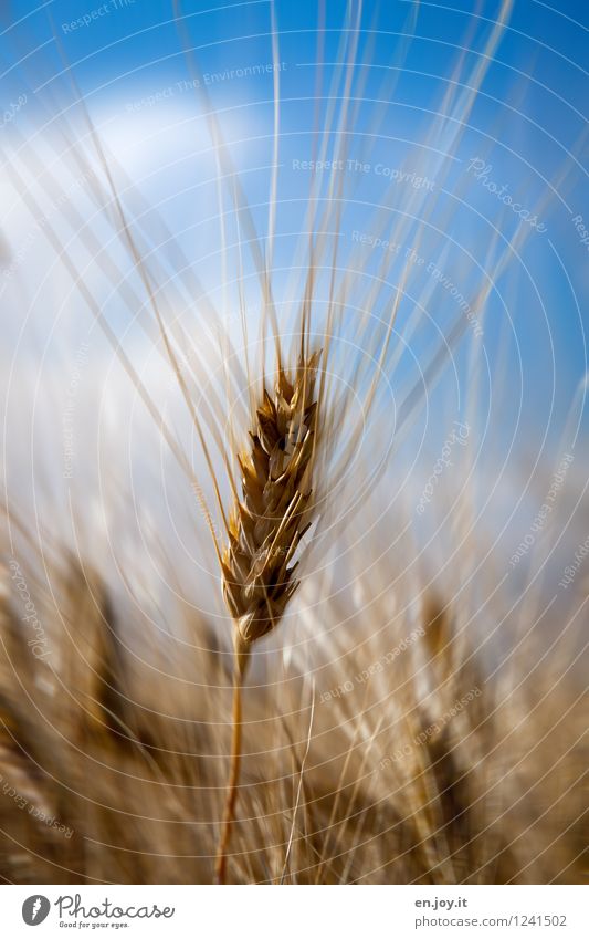 Gerste Lebensmittel Getreide Ernährung Bioprodukte Vegetarische Ernährung Gesundheitswesen Gesunde Ernährung Allergie Landwirtschaft Forstwirtschaft Umwelt