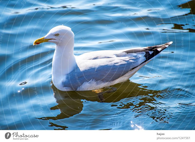 Silbermöwe in der Ostsee Natur Tier Wasser Vogel blau Larus argentatus Pontoppidan Möwe wild Seevogel Meeresfauna Widltier schwimmt Schwimmsport Sonnenstrahlen