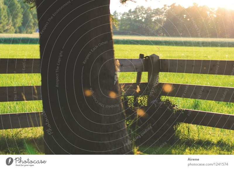 Mückentanz Garten fliegen braun gold grün Abenddämmerung Stechmücke Zaun Gartenzaun leuchten Leuchtkäfer Wiese Baumstamm Farbfoto Außenaufnahme Menschenleer