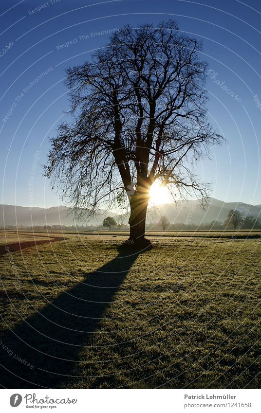 Herbstmorgen Sonne Umwelt Natur Landschaft Erde Wolkenloser Himmel Schönes Wetter Baum Berge u. Gebirge Kanton Freiburg Dreisamtal Baden-Württemberg Deutschland