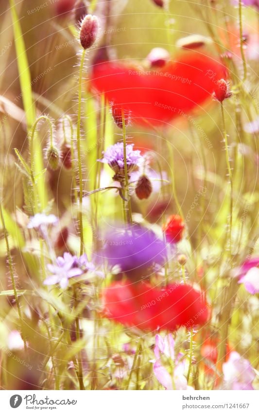 mo(h)ntag ist unscharf Natur Pflanze Frühling Sommer Schönes Wetter Blume Gras Blatt Blüte Wildpflanze Mohn Garten Park Wiese Blühend Duft verblüht Wachstum