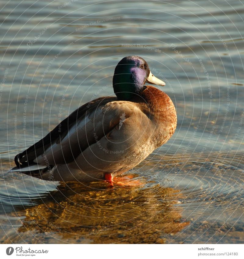 Entenbrust, süß-sauer Erpel Stockente Hausente Vogel Macho Angeben glänzend Sonnenbad Schnabel See Teich Seepark Anas platyrhyncho Wasservogel