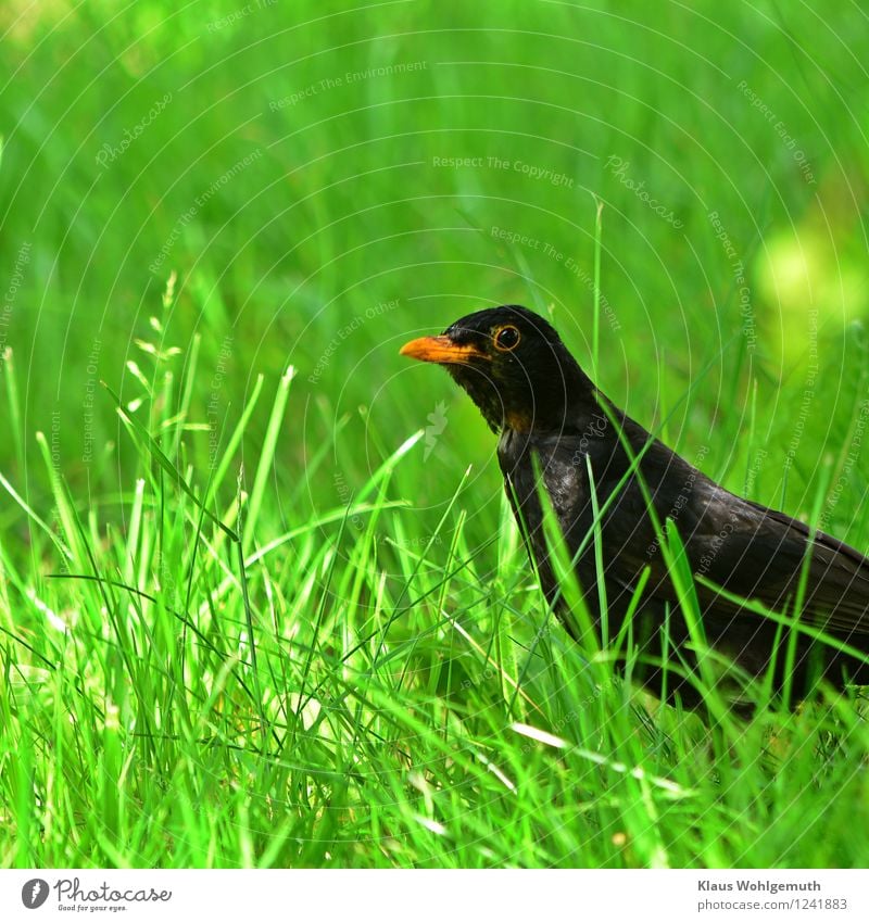 Bist du harmlos??? Umwelt Natur Tier Frühling Sommer Schönes Wetter Gras Park Wiese Wald Vogel Amsel 1 beobachten Fressen Jagd Blick warten Neugier niedlich