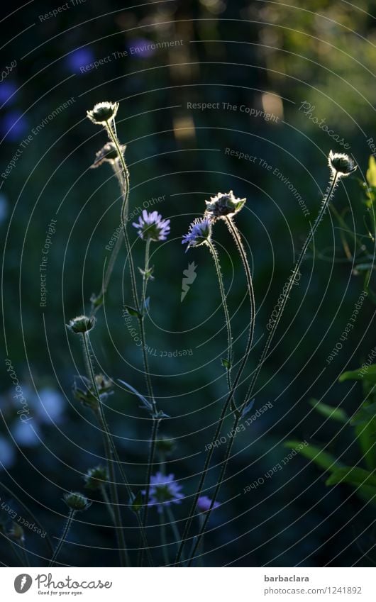 magic garden Natur Landschaft Pflanze Sommer Blume Gras Blüte Garten leuchten dunkel hell blau grün Stimmung Farbe Wachstum Wandel & Veränderung Gedeckte Farben