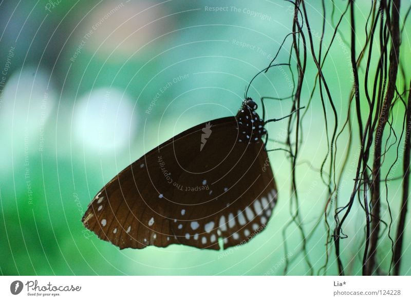 Profil schön Natur Schmetterling Flügel Streifen sitzen schwarz weiß leicht fein zart Insekt zierlich Punkt Detailaufnahme Makroaufnahme Muster Licht Silhouette