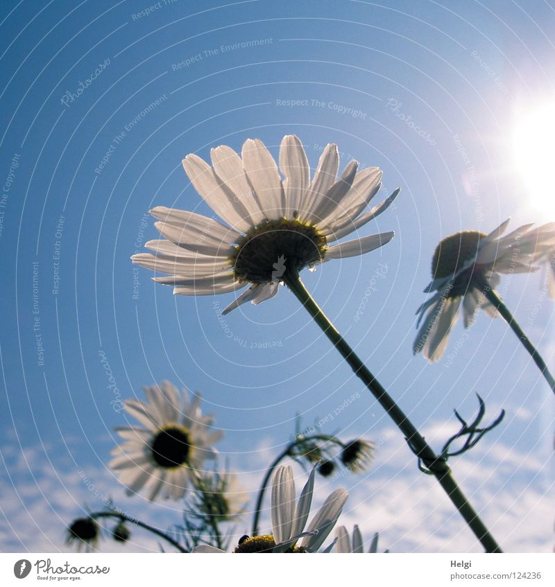 blühende Margariten im Sonnenlicht vor blauem Himmel Blume Blüte Kamille Kamillenblüten Blühend Stengel Blütenblatt Froschperspektive Wachstum Wolken Wiese