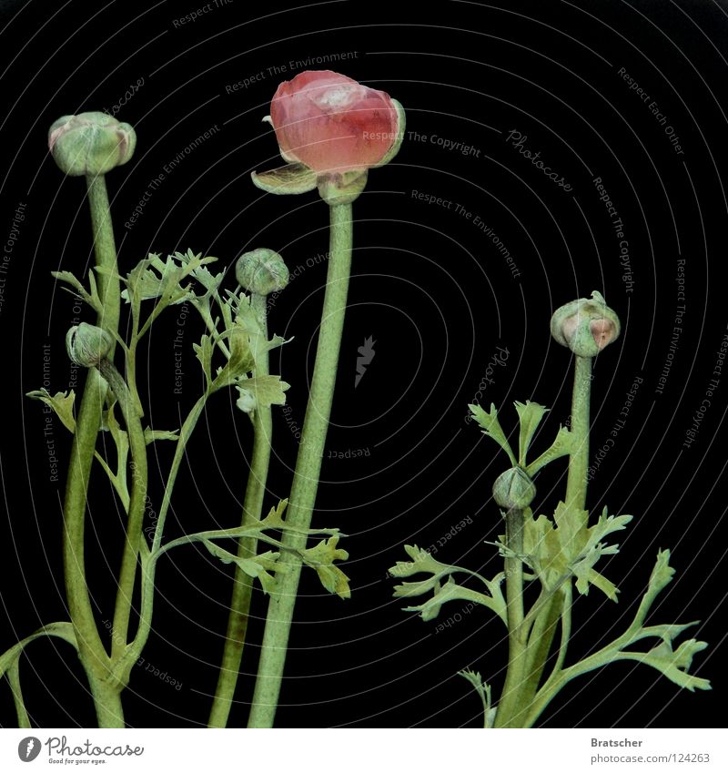 Altarbild II Blume festlich verschönern enthaltsam Blumenstrauß schwarz Trauer Erinnerung erinnern Grabschmuck Hoffnung Verzweiflung verloren verlieren