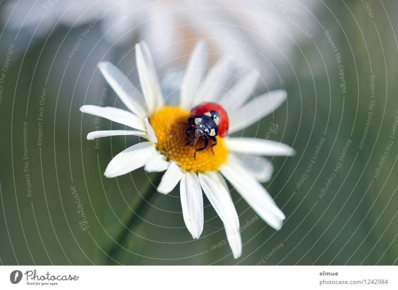 Motschekiebchen auf Kamille Natur Pflanze Tier Sommer Schönes Wetter Blüte Kamillenblüten Wiese Wildtier Käfer Marienkäfer Siebenpunkt-Marienkäfer 1