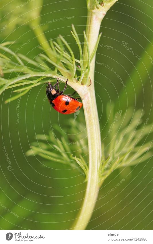 green line Natur Pflanze Sommer Kamillenblüten Wiese Wildtier Käfer Marienkäfer Siebenpunkt-Marienkäfer 1 Tier Glücksbringer Bewegung festhalten krabbeln