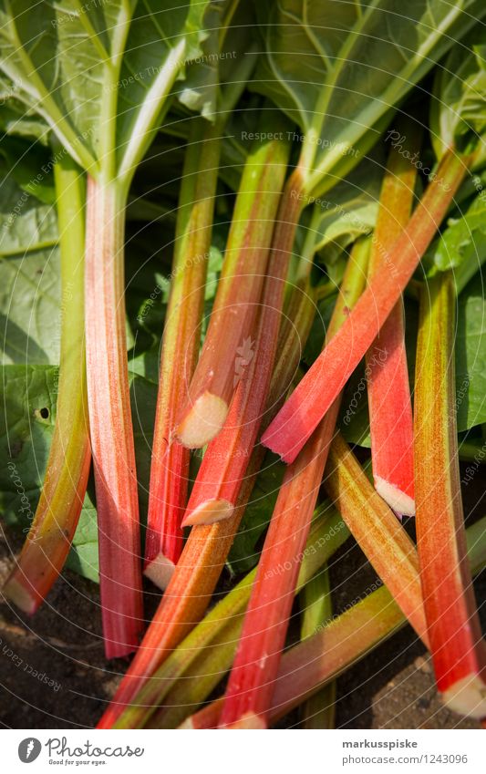 urban gardening rhabarber ernte Lebensmittel Gemüse Salat Salatbeilage Frucht Rhabarber Ernte selbstverpflegung selbstversorgung Bioprodukte