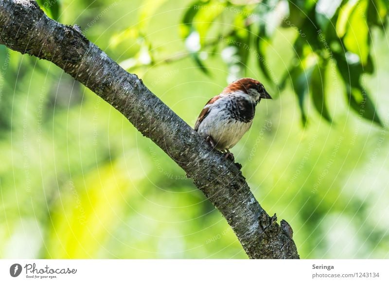 Spatzi Natur Pflanze Tier Garten Park Wald Vogel Tiergesicht Flügel 1 fliegen Sperlingsvögel Farbfoto mehrfarbig Außenaufnahme Tag Licht Sonnenlicht