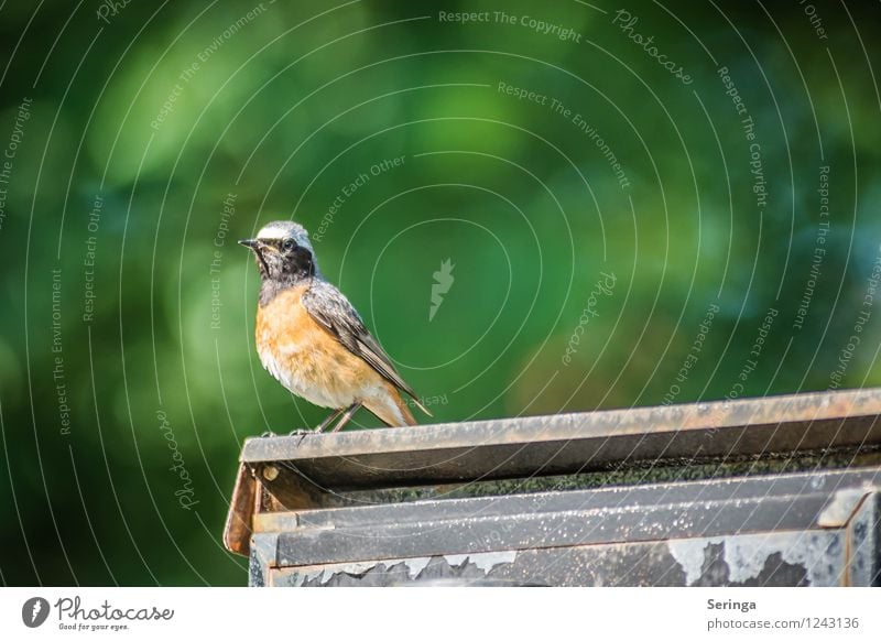 Auf der Suche nach einem Weibchen ( Gartenrotschwanz ) Natur Park Tier Vogel Tiergesicht Flügel 1 fliegen Farbfoto Außenaufnahme Tag Licht