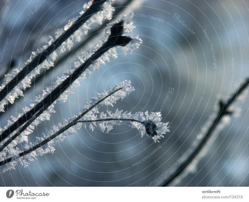 Eis am Stiel Eiskristall Schneekristall Winter kalt gefroren weiß grau Unschärfe Tiefenschärfe Makroaufnahme Nahaufnahme Ast Zweig Raureif Kristallstrukturen