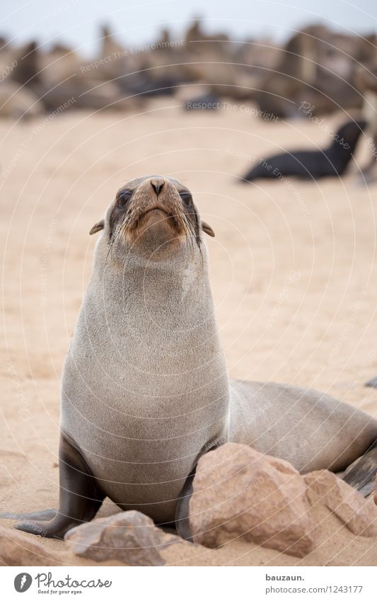 segelohren. Ferien & Urlaub & Reisen Tourismus Ausflug Abenteuer Sightseeing Sommer Strand Meer Erde Sand Küste Namibia Afrika Wildtier Tiergesicht Robben 1