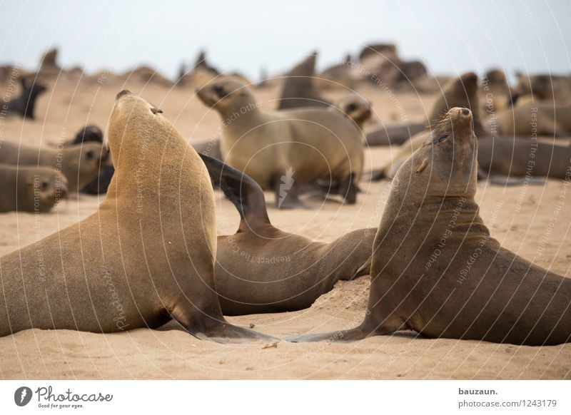 hochnäsig. Ferien & Urlaub & Reisen Tourismus Ausflug Sightseeing Safari Expedition Sommer Umwelt Natur Sand Himmel Strand Meer Namibia Afrika Tier Wildtier