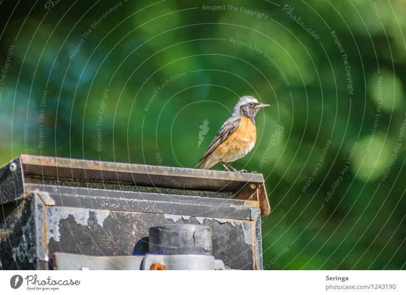 Briefpost ( Gartenrotschwanz ) Natur Park Tier Vogel Tiergesicht Flügel 1 fliegen Farbfoto mehrfarbig Außenaufnahme Tag Licht Kontrast Silhouette