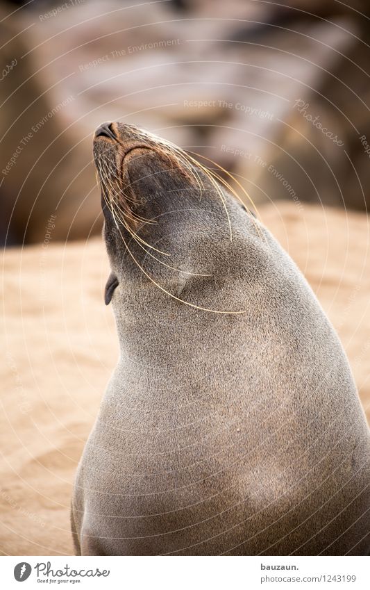 dreitagebart. Ferien & Urlaub & Reisen Tourismus Ausflug Sightseeing Sommer Strand Namibia Afrika Bart Dreitagebart Behaarung Tier Wildtier Robben 1 Barthaare