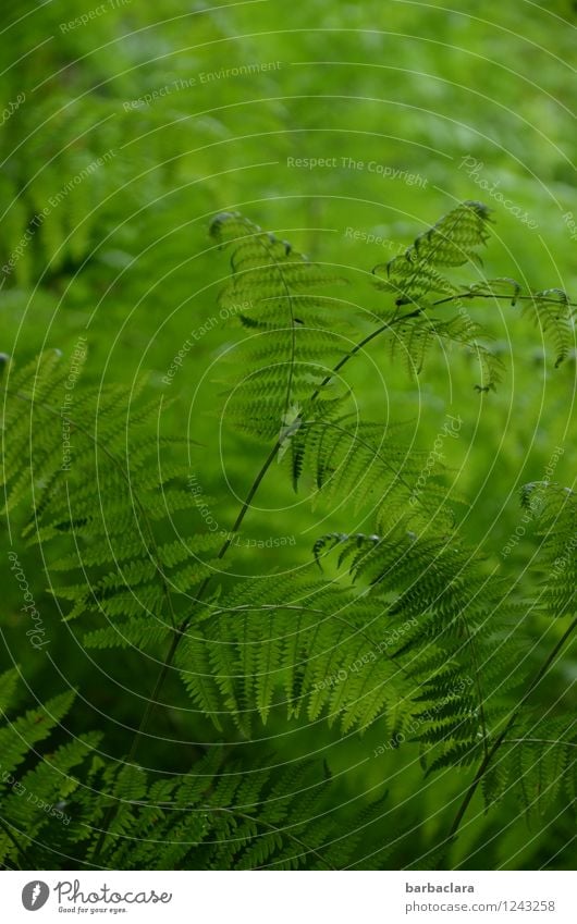 voll viel Farn Natur Landschaft Pflanze Sommer Sträucher Wachstum viele wild grün Lebensfreude Farbe Hoffnung Kraft Sinnesorgane Umwelt Farbfoto Außenaufnahme