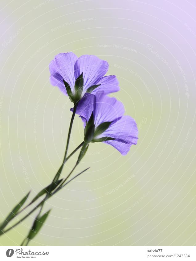 zart blau Gesundheit Alternativmedizin Gesunde Ernährung Leben harmonisch Wohlgefühl Zufriedenheit Sinnesorgane Erholung ruhig Meditation Duft Natur Sommer