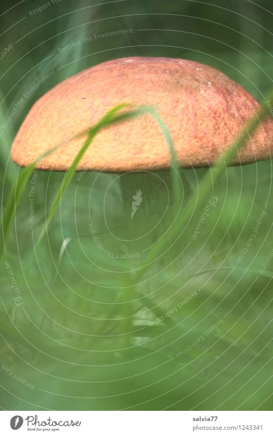 Rotkappe ruhig Umwelt Natur Landschaft Pflanze Herbst Wildpflanze Pilzhut Wiese Wald Wachstum dick frisch gut lecker natürlich braun grün Schutz standhaft