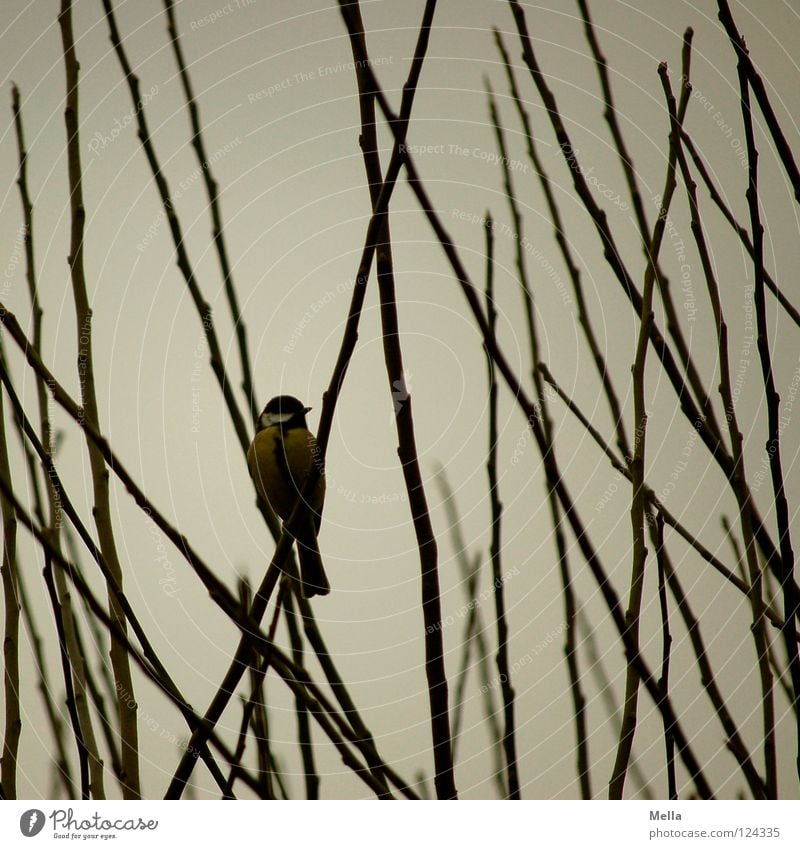 Meisenwinter IV Vogel Kohlmeise Geäst Sträucher hocken Gezwitscher grau trüb leer Einsamkeit kalt Winter Garten Park Ast Zweig sitzen Blick beobachten warten