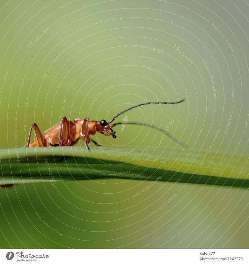 Fühler Umwelt Natur Pflanze Tier Frühling Sommer Blatt Grünpflanze Wiese Wildtier Käfer 1 berühren entdecken krabbeln nah natürlich Neugier grün Wachsamkeit