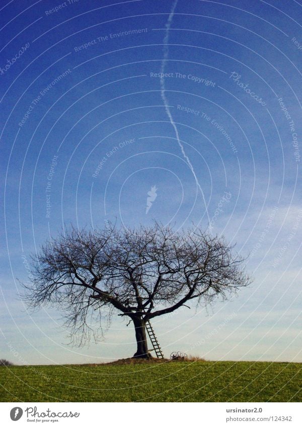 Der Baum 3 Ödland dunkel Feld grün Leiter alt altmodisch Flugzeug Kondensstreifen Himmel blau Wolken weiß Einsamkeit Ferne kalt Landschaftsformen Composing