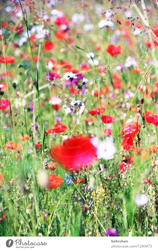 huch, fast vergessen: MO(H)NTAG Natur Pflanze Frühling Sommer Schönes Wetter Blume Gras Blatt Blüte Wildpflanze Mohn Garten Park Wiese Blühend Duft verblüht